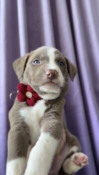 Ruby -  Basenji and Pit Bull Terrier Dog for Adoption in West Hollywood, California - Ruby | PetCurious