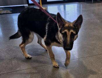 German Shepherd Dog Dogs Available for Adoption in Greenfield, Indiana - Bella | PetCurious