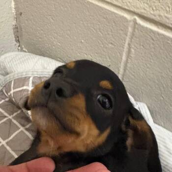 Artie -  Mixed Breed Dog for Adoption in Milton, Florida - Artie | PetCurious