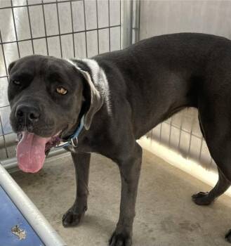 Krabby -  Cane Corso Dog for Adoption in Victorville, California - Krabby | PetCurious
