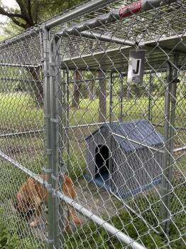 Fidler - J/ Momma -  Shepherd and Mixed Breed Dog for Adoption in Lockhart, Texas - Fidler - J/ Momma | PetCurious