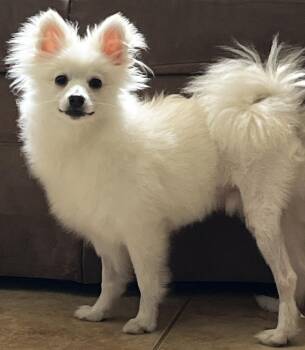 Taquito -  Pomeranian Dog for Adoption in Manhattan, Kansas - Taquito | PetCurious