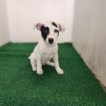 Mixed Breed Dogs Available for Adoption in Boaz, Alabama - Raynor | PetCurious