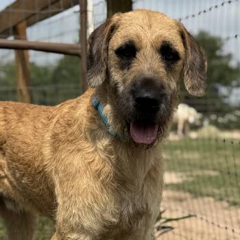 Briard and Irish Wolfhound Dogs Available for Adoption in Houston, Texas - Peanut - The Sweetest Old Soul You’ll Ever Meet | PetCurious