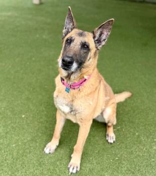 German Shepherd Dog and Belgian Shepherd Malinois Dogs Available for Adoption in Columbia, Illinois - Dixie Mill | PetCurious