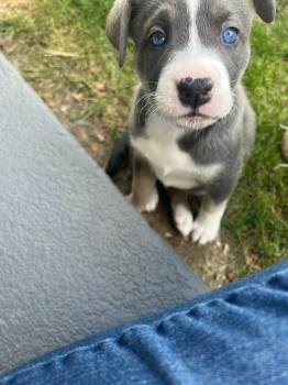 Etta -  Siberian Husky and Border Collie Dog for Adoption in West Richland, Washington - Etta | PetCurious