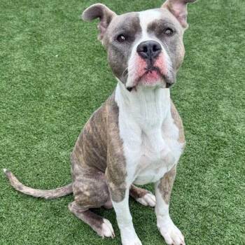 Boxer and Pit Bull Terrier Dogs Available for Adoption in Nampa, Idaho - Rocky Road | PetCurious