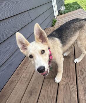 Millie -  Mixed Breed Dog for Adoption in Sioux Falls, South Dakota - Millie | PetCurious