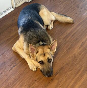 Titus -  German Shepherd Dog Dog for Adoption in Rocky Point, North Carolina - Titus | PetCurious