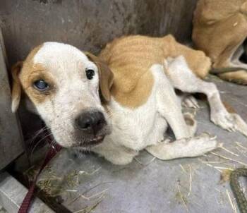 Rescue Mixed Breed Dogs for Adoption in Conway, South Carolina - Meet Skye — 1 Year Old, Saved Just In Time, Ready For Her First  | PetCurious