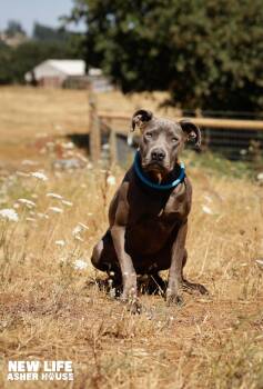 Rescue Pit Bull Terrier and Weimaraner Dogs for Adoption in Portland, Oregon - Misty | PetCurious