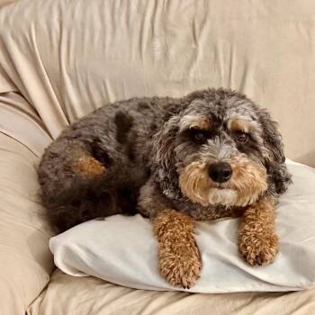 Luca -  Schnoodle Dog for Adoption in Farmington, Connecticut - Luca | PetCurious