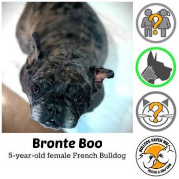 Rescue French Bulldog Dogs for Adoption in Bonney Lake, Washington - BRONTE BOO | PetCurious