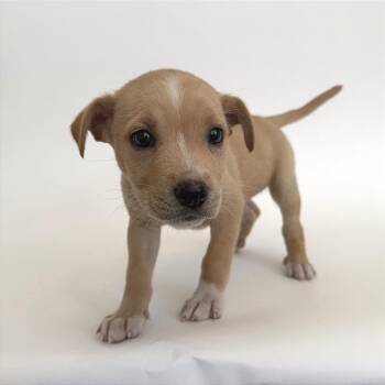 Brioche -  Mixed Breed Dog for Adoption in Brentwood, Missouri - Brioche | PetCurious