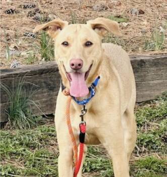 Odie -  Labrador Retriever Dog for Adoption in Hockessin, Delaware - Odie | PetCurious