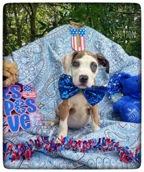 Sutton -  American Bulldog and Pit Bull Terrier Dog for Adoption in Sebring, Florida - Sutton | PetCurious