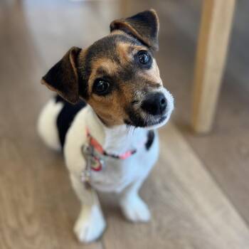 Wrigley -  Jack Russell Terrier Dog for Adoption in Chesapeake, Virginia - Wrigley | PetCurious