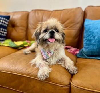 Shih Tzu and Lhasa Apso Dogs Available for Adoption in Friendswood, Texas - Churro Sweetie The Prancing Little Princess | PetCurious
