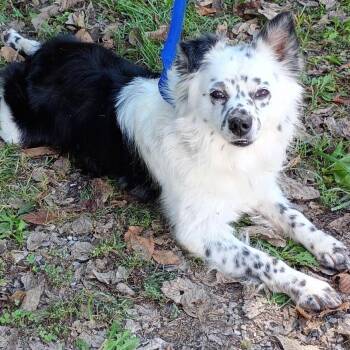 Rescue Australian Shepherd Dogs for Adoption in Ada, Minnesota - DeeOgee | PetCurious