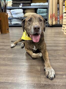 Drax -  Labrador Retriever and Pit Bull Terrier Dog for Adoption in Frisco, Texas - Drax | PetCurious