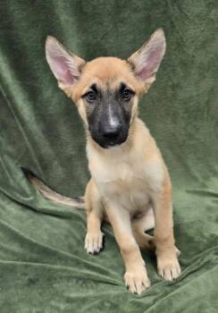 Iron Man -  German Shepherd Dog and Husky Dog for Adoption in Frankfort, Indiana - Iron Man | PetCurious