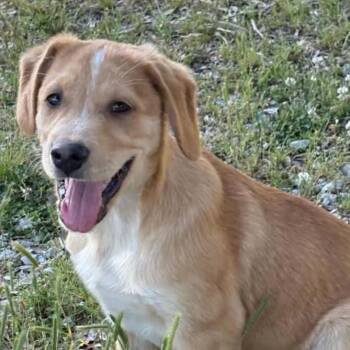 Labrador Retriever and Collie Dogs Available for Adoption in Andover, Massachusetts - Asher Renata | PetCurious