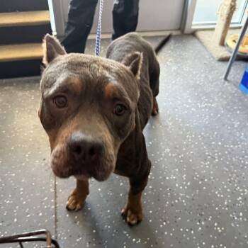 Cassie -  Pit Bull Terrier Dog for Adoption in Portland, Maine - Cassie | PetCurious