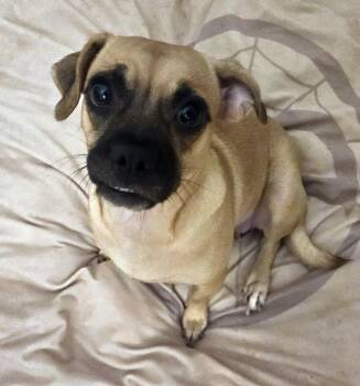 Winnie -  Pug and Chihuahua Dog for Adoption in Sharon, Connecticut - Winnie | PetCurious