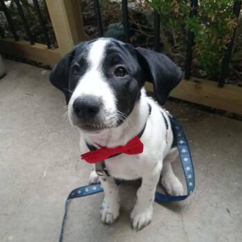 Jujube -  Pointer Dog for Adoption in Columbia, Missouri - Jujube | PetCurious