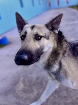German Shepherd Dog and Mixed Breed Dogs Available for Adoption - Breezy (in Foster) | PetCurious