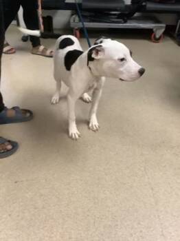 Rescue Pit Bull Terrier and Mixed Breed Dogs for Adoption in Fort Worth, Texas - Boston | PetCurious