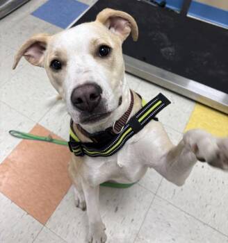 Holly -  American Bulldog Dog for Adoption in Sioux City, Iowa - Holly | PetCurious