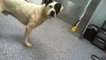 JAKE -  Pit Bull Terrier and Mixed Breed Dog for Adoption in Charlotte, North Carolina - JAKE | PetCurious