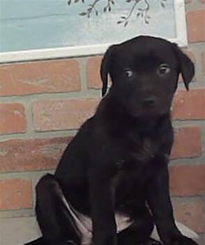 BUBBLES -  Labrador Retriever Dog for Adoption in Houston, Texas - BUBBLES | PetCurious