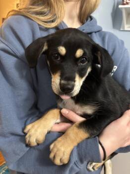 Mixed Breed Dogs Available for Adoption - Onyx | PetCurious