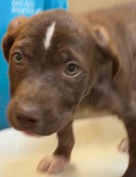 Pit Bull Terrier Dogs Available for Adoption in Elizabethton, Tennessee - COMET | PetCurious