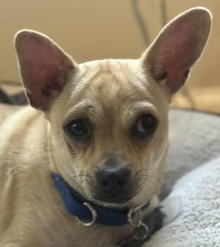 Rescue Chihuahua and Dachshund Dogs for Adoption - Boom | PetCurious