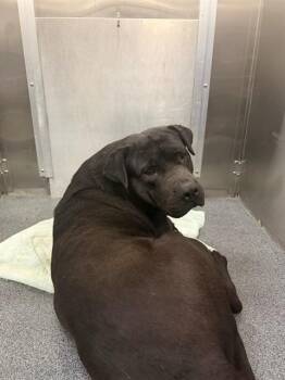 Mixed Breed Dogs Available for Adoption - ROADIE | PetCurious