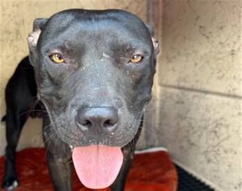 RYNO -  Pit Bull Terrier and Mixed Breed Dog for Adoption in Killeen, Texas - RYNO | PetCurious