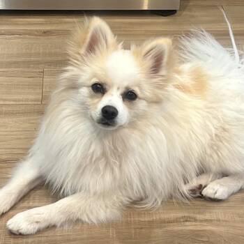 Pomeranian Dogs Available for Adoption in Fort Collins, Colorado - Emma | PetCurious