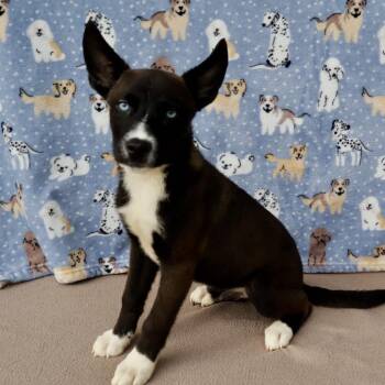 Elmer -  Husky and Mixed Breed Dog for Adoption in Carencro, Louisiana - Elmer | PetCurious