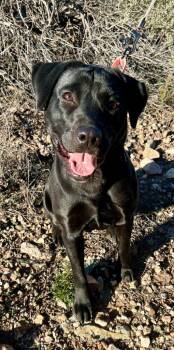 Labrador Retriever Dogs Available for Adoption - Ginger | PetCurious