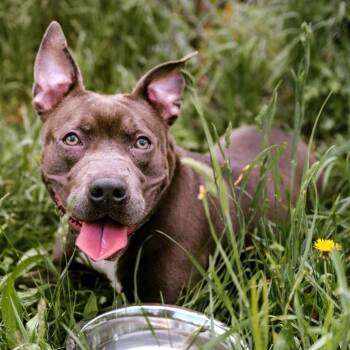 Paisley -  Pit Bull Terrier Dog for Adoption in Rensselaer, New York - Paisley | PetCurious