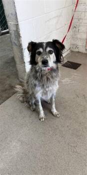 DARWIN -  Australian Cattle Dog Blue Heeler and Mixed Breed Dog for Adoption in San Bernardino, California - DARWIN | PetCurious