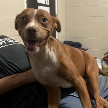 Boxer and Labrador Retriever Dogs Available for Adoption - Squidley | PetCurious