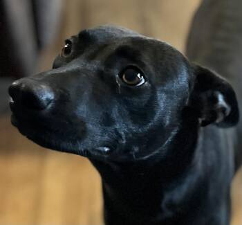 Rescue Australian Kelpie Dogs for Adoption in Spring, Texas - Max | PetCurious