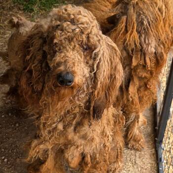 Poodle and Golden Retriever Dogs Available for Adoption - Allen | PetCurious