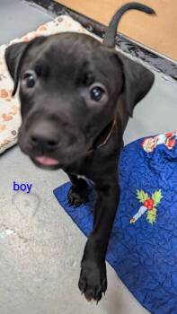 Ajax -  Mixed Breed Dog for Adoption in Warren, Michigan - Ajax | PetCurious