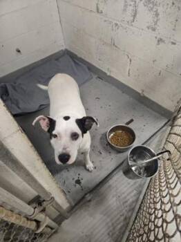 Mixed Breed Dogs Available for Adoption - Majestic | PetCurious