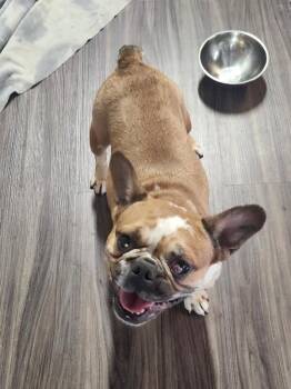 Spirit -  French Bulldog Dog for Adoption in Severance, Colorado - Spirit | PetCurious